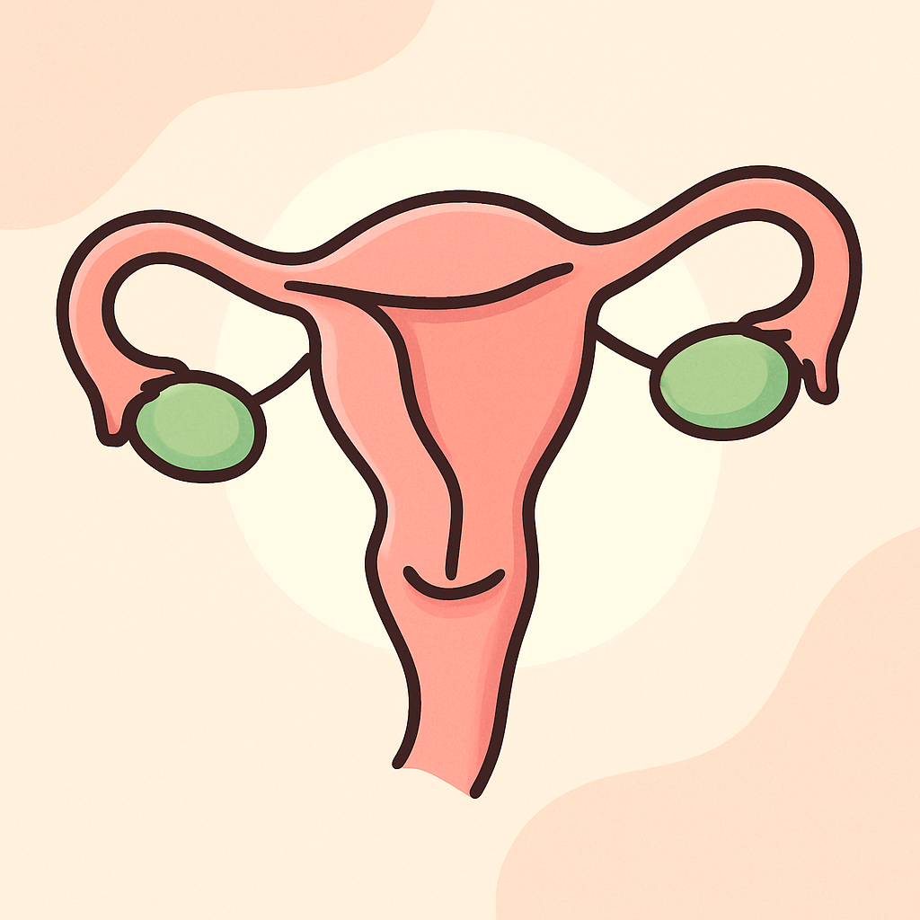 anatomia-uterului-in-avf