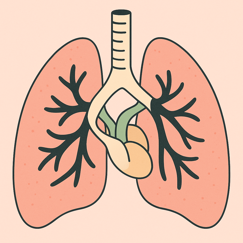 hil-pulmonar-sectiune-transversala
